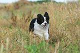 BORDER COLLIE 264